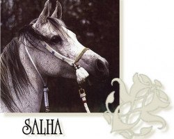 broodmare Salha EAO (Arabian thoroughbred, 1967, from Sameh 1945 RAS)