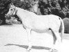 broodmare Saklawia II RAS (Arabian thoroughbred, 1950, from Mashhour 1941 RAS)