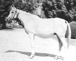 broodmare Saklawia II RAS (Arabian thoroughbred, 1950, from Mashhour 1941 RAS)