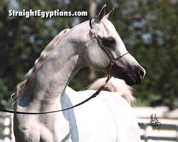 stallion Shahir ox (Arabian thoroughbred, 1985, from Salaa El Dine EAO)