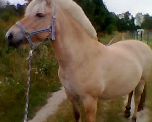 broodmare Merryd vom Oderhaff (Fjord Horse, 1998, from Olov)