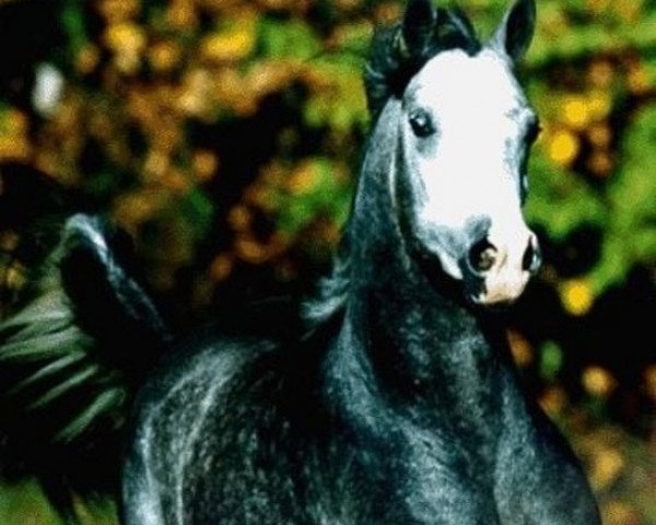 horse Imperial Kamshah ox (Arabian thoroughbred, 1996, from Imperial Al Kamar EAO)