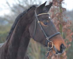 broodmare High Fidelity 16 (Oldenburg, 2004, from His Highness)