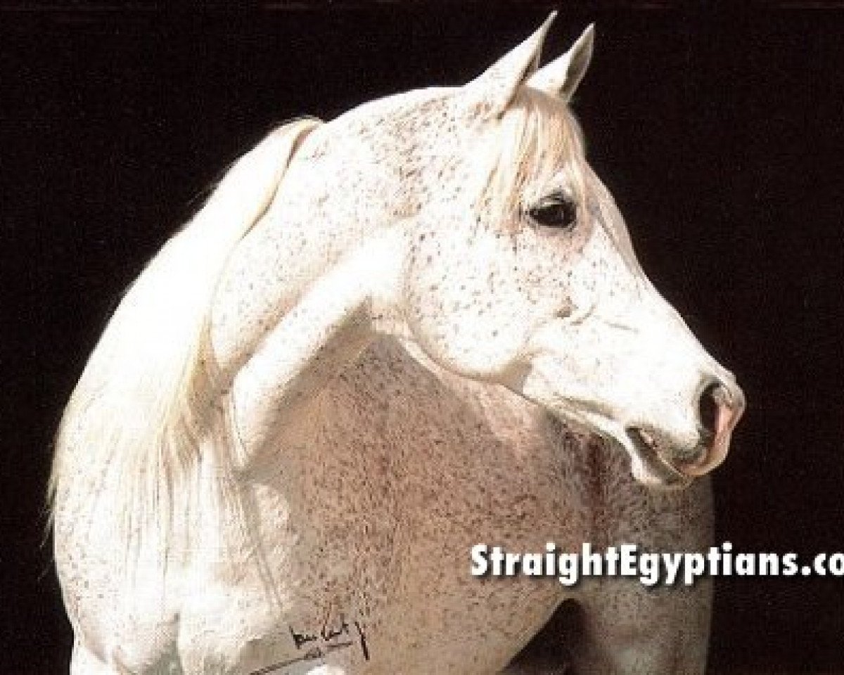 broodmare Imperial Phanilah EAO (Arabian purebred, 1984, from Ansata Imperial 1976 ox)