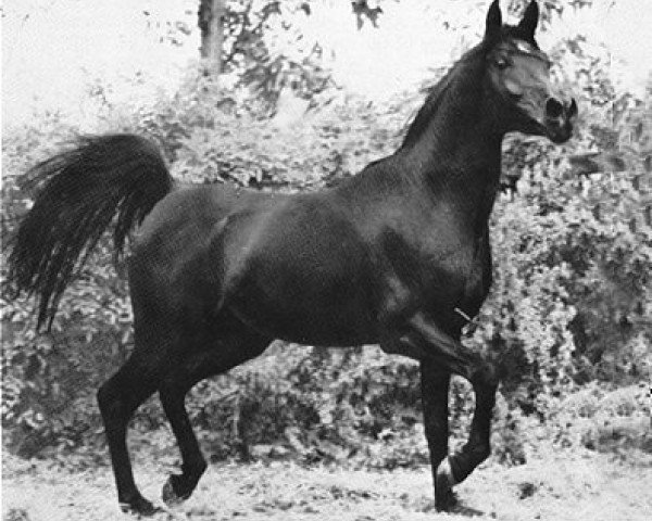 stallion Tuhotmos 1962 EAO (Arabian thoroughbred, 1962, from El Sareei 1942 RAS)