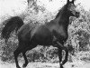 stallion Tuhotmos 1962 EAO (Arabian thoroughbred, 1962, from El Sareei 1942 RAS)