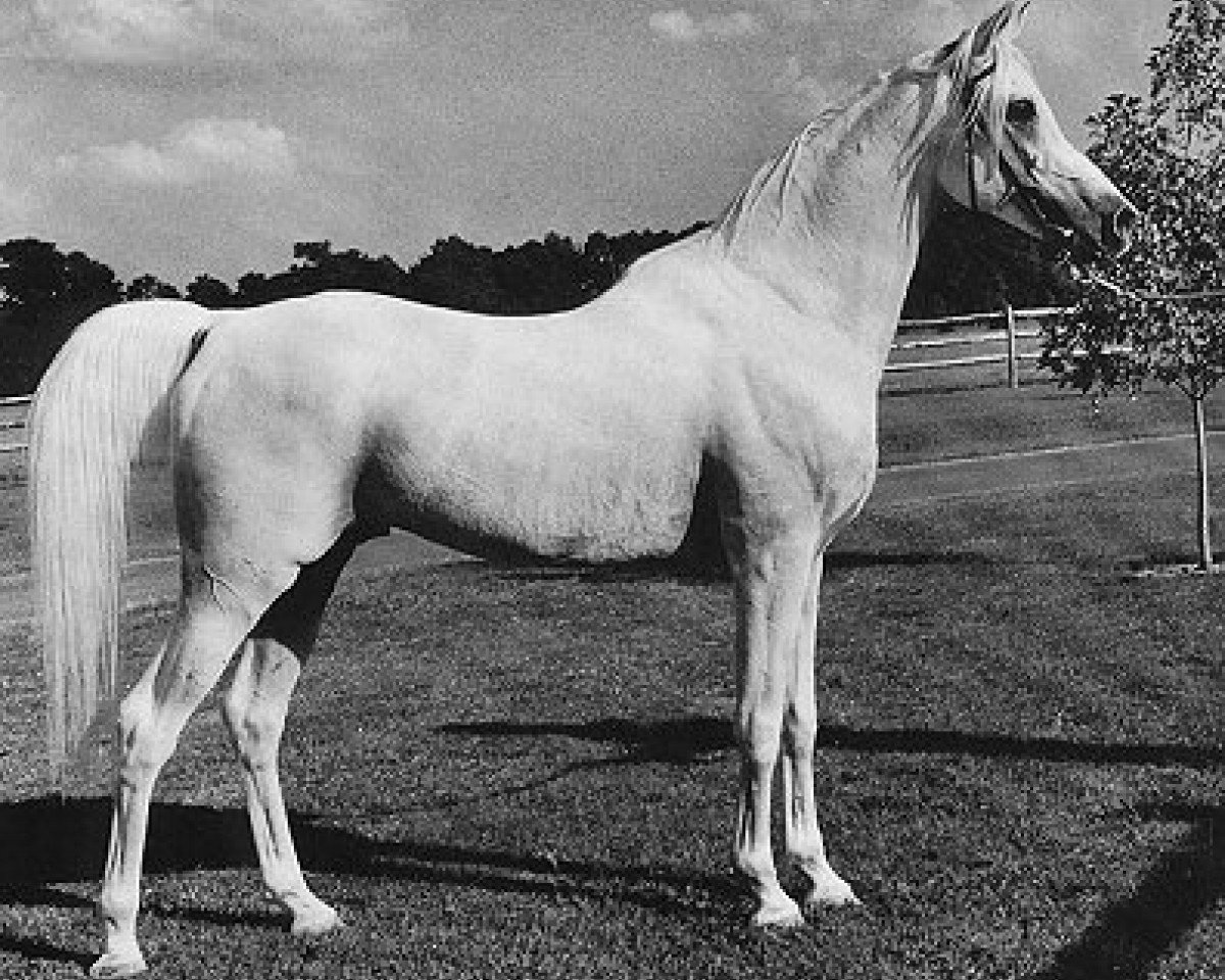 stallion Morafic 1956 EAO (Arabian purebred, 1956, from Nazeer 1934 RAS)