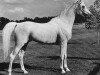 stallion Morafic 1956 EAO (Arabian thoroughbred, 1956, from Nazeer 1934 RAS)