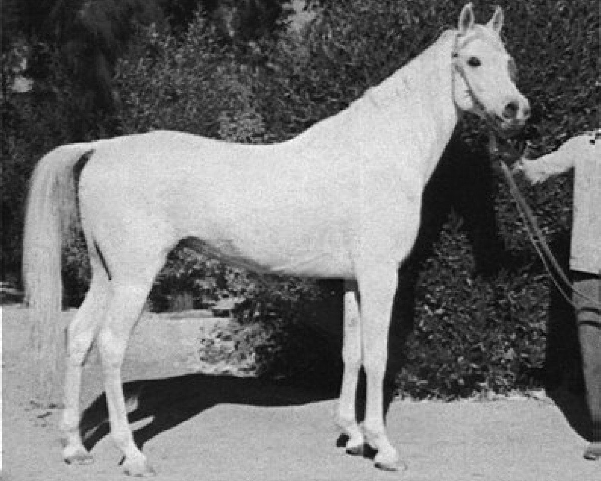 stallion Farag 1962 EAO (Arabian purebred, 1962, from Morafic 1956 EAO)