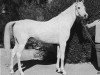 stallion Farag 1962 EAO (Arabian thoroughbred, 1962, from Morafic 1956 EAO)
