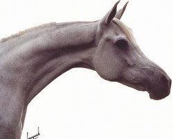 broodmare Pharrah ox (Arabian thoroughbred, 1972, from Farag 1962 EAO)