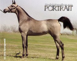 broodmare Shirzada EAO (Arabian thoroughbred, 1982, from Amaal ox)