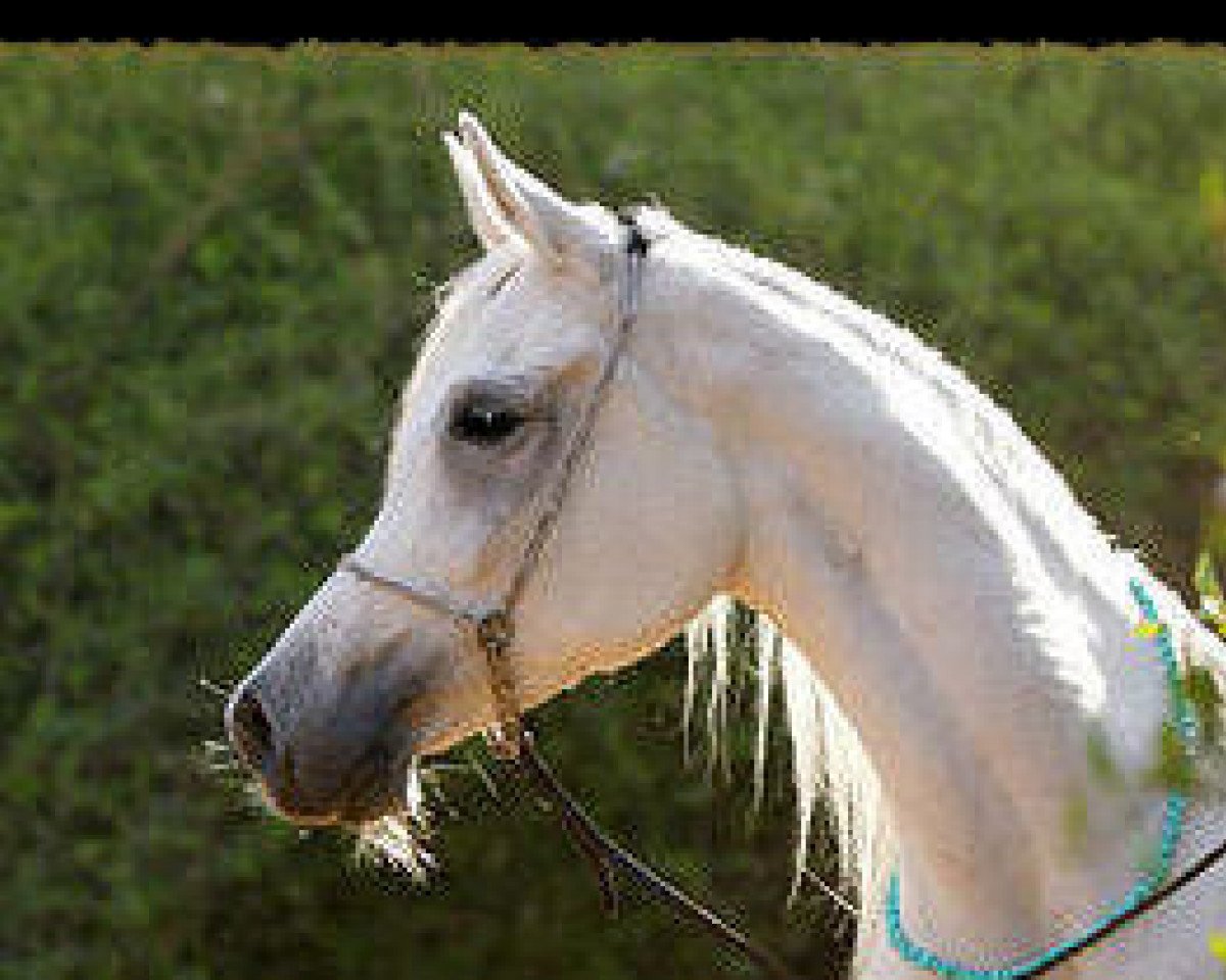 broodmare Sally al Naby SEA ox (Arabian purebred, 1993, from Misk EAO)