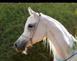 broodmare Sally al Naby SEA ox (Arabian thoroughbred, 1993, from Misk EAO)