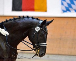 dressage horse San Royal 4 (Bavarian, 2007, from San Romantiko)