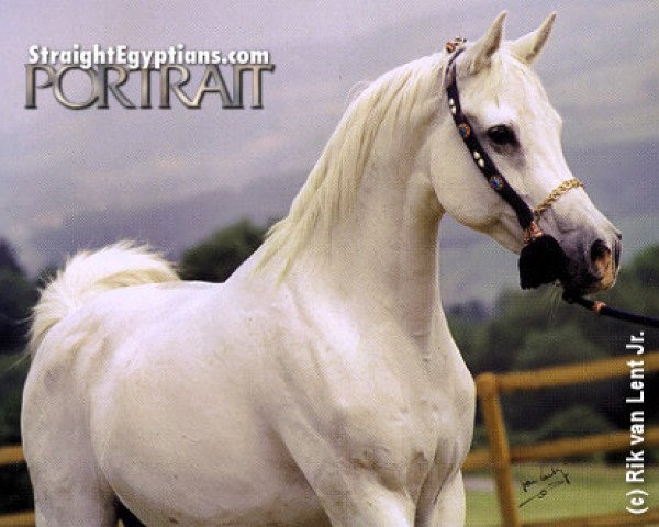 broodmare Kodwa ox (Arabian thoroughbred, 1977, from Shadwan EAO)