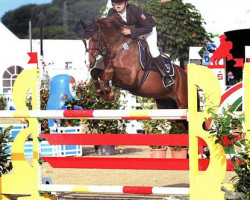 jumper Christoph Columbus 3 (German Riding Pony, 2004, from Charivari)