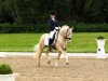 stallion Rheingold (German Riding Pony, 2004, from Stukhuster Ricardo Go For Gold)