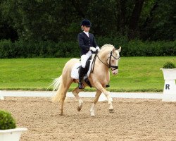 stallion Rheingold (German Riding Pony, 2004, from Stukhuster Ricardo Go For Gold)