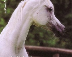 broodmare Tamria II EAO (Arabian thoroughbred, 1985, from Ansata Halim Shah ox)