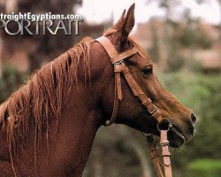 broodmare Omnia EAO (Arabian thoroughbred, 1977, from Akhtal EAO)