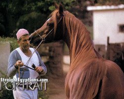 stallion Misk EAO (Arabian thoroughbred, 1979, from Wahag EAO)