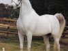stallion Ibn Morafic EAO (Arabian thoroughbred, 1973, from Morafic 1956 EAO)