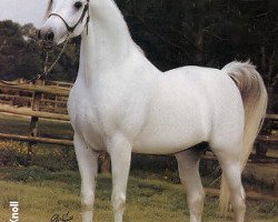 stallion Ibn Morafic EAO (Arabian thoroughbred, 1973, from Morafic 1956 EAO)