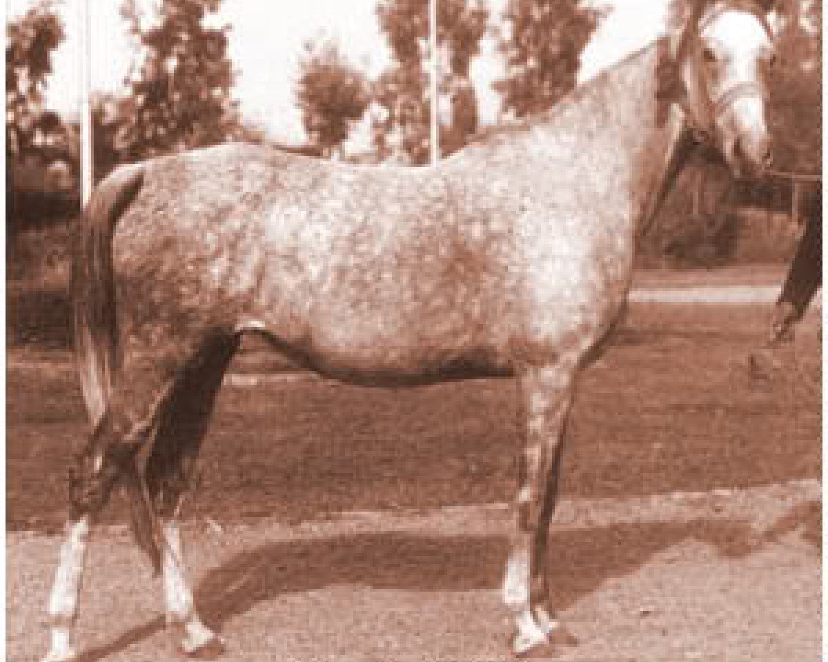broodmare Nagda EAO (Arabian purebred, 1962, from Morafic 1956 EAO)