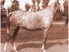 broodmare Nagda EAO (Arabian thoroughbred, 1962, from Morafic 1956 EAO)