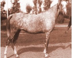 broodmare Nagda EAO (Arabian thoroughbred, 1962, from Morafic 1956 EAO)