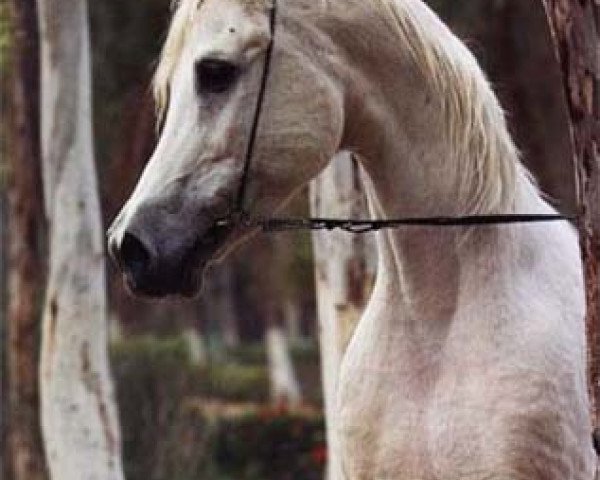 stallion Gad Allah EAO (Arabian thoroughbred, 1983, from Adeeb EAO)