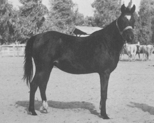 broodmare Sherifa EAO (Arabian thoroughbred,  , from Gassir 1941 RAS)