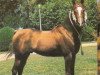 stallion Ibn Shahrzada EAO (Arabian thoroughbred, 1964, from Anter 1946 EAO)