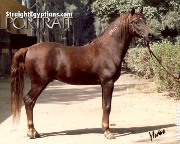 Deckhengst Farag Allah ox (Vollblutaraber, 1984, von Akhtal EAO)