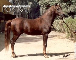 Deckhengst Farag Allah ox (Vollblutaraber, 1984, von Akhtal EAO)