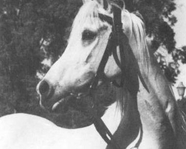 stallion Mohawed EAO (Arabian thoroughbred, 1964, from Alaa El Din 1956 EAO)