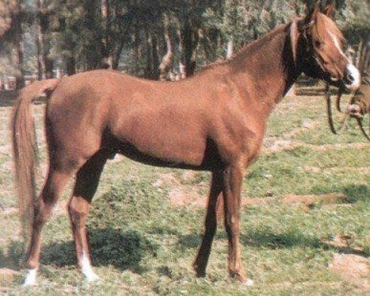 Deckhengst Ameer EAO (Vollblutaraber, 1970, von Galal 1959 EAO)