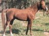 stallion Ameer EAO (Arabian thoroughbred, 1970, from Galal 1959 EAO)
