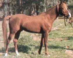 stallion Ameer EAO (Arabian thoroughbred, 1970, from Galal 1959 EAO)