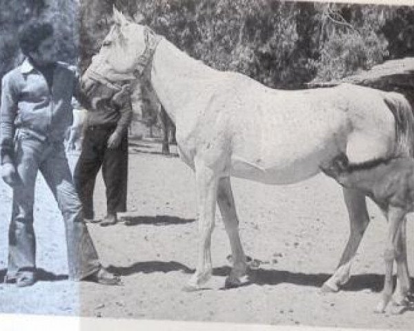 broodmare Alifa EAO (Arabian thoroughbred, 1970, from Alaa El Din 1956 EAO)