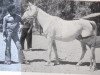 broodmare Alifa EAO (Arabian thoroughbred, 1970, from Alaa El Din 1956 EAO)