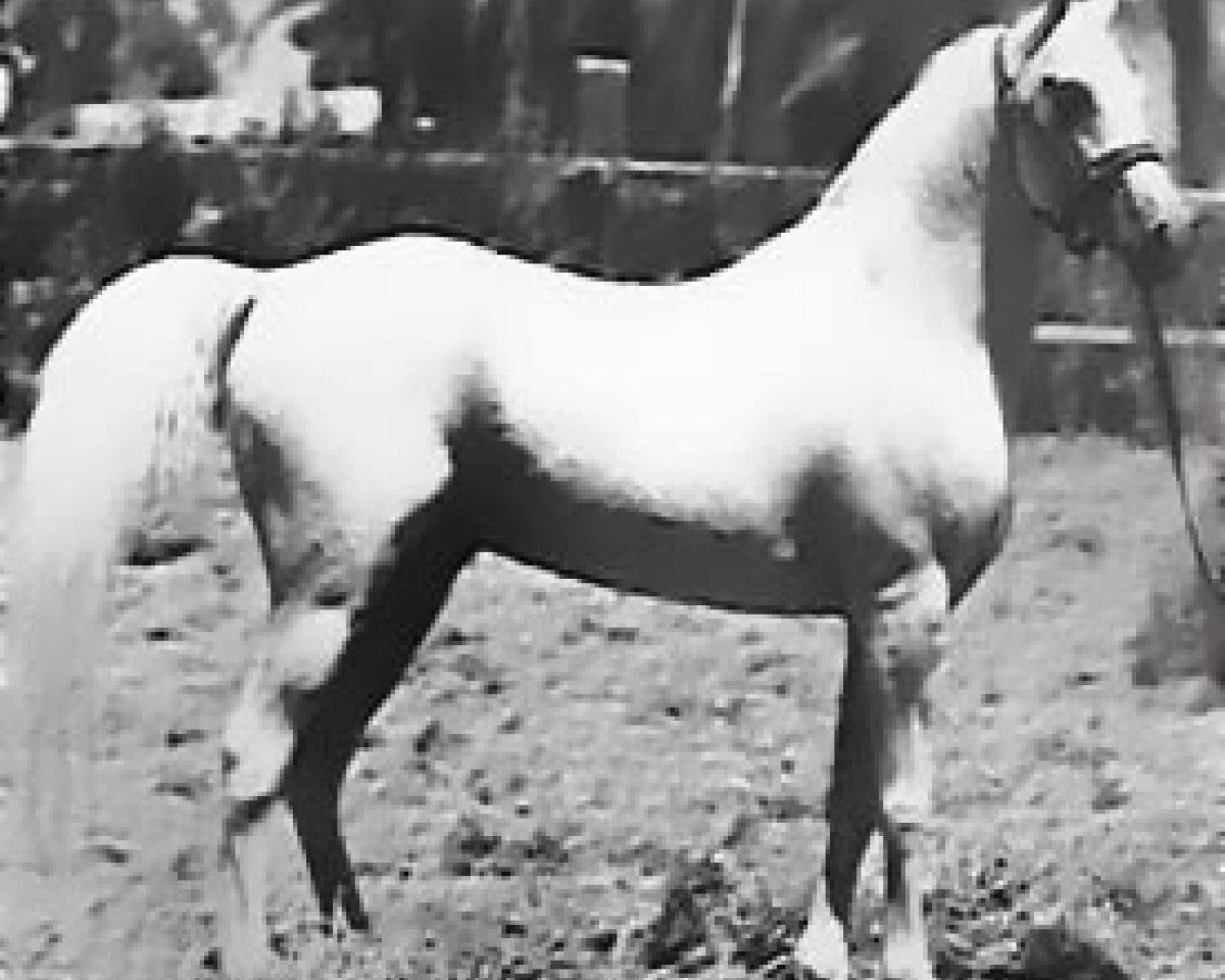 stallion Waseem EAO (Arabian purebred, 1958, from Nazeer 1934 RAS)