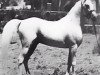 stallion Waseem EAO (Arabian thoroughbred, 1958, from Nazeer 1934 RAS)