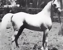 stallion Waseem EAO (Arabian thoroughbred, 1958, from Nazeer 1934 RAS)