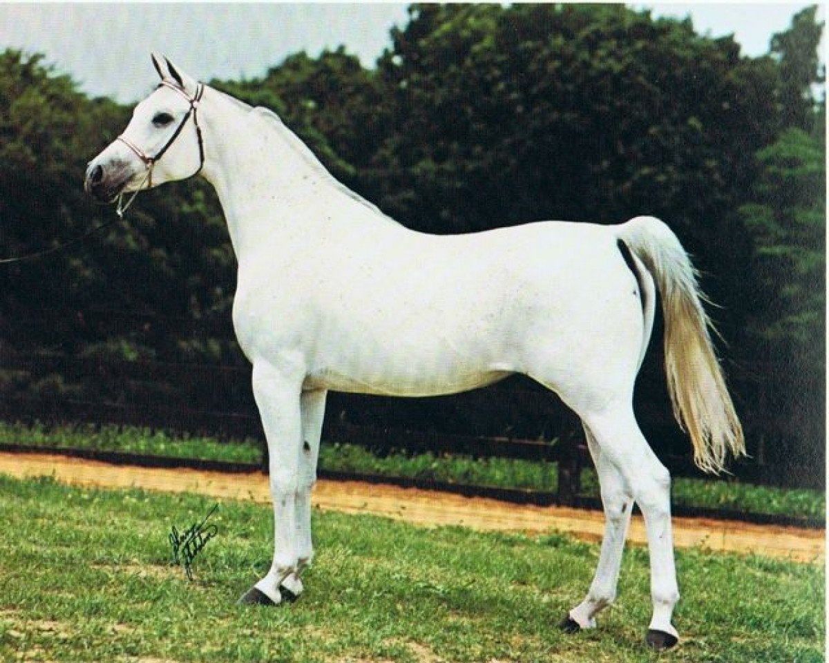 broodmare Malekat El Gamal EAO (Arabian purebred, 1968, from Waseem EAO)