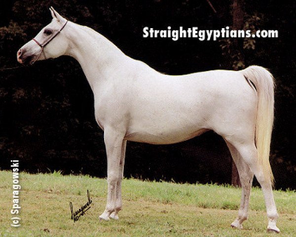 broodmare Imperial Sayyah EAO (Arabian thoroughbred, 1975, from Kayed 1966 EAO)