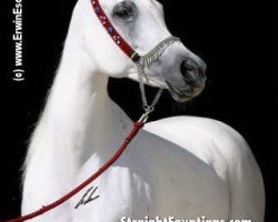 broodmare Amirat al Shaqab ox (Arabian thoroughbred, 1998, from Al Aadeed Al Shaqab EAO)