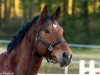 jumper Angel 266 (German Warmblood, 2008)