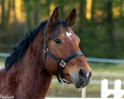 Springpferd Angel 266 (Deutsches Reitpferd, 2008)